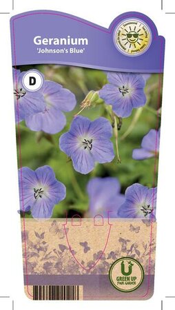Geranium 'Johnson's Blue'