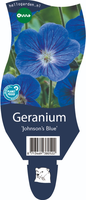 Geranium 'Johnson's Blue'