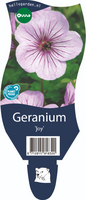 Geranium Joy P11