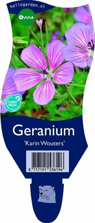 Geranium 'Karin Wouters'