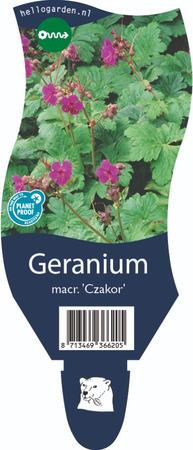 Geranium mac. 'Czakor'