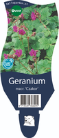 Geranium mac. 'Czakor'