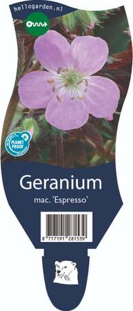 Geranium mac. 'Espresso'