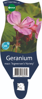 Geranium mac. 'Ingwersen's Variety'