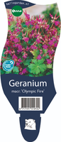 Geranium mac. 'Olypic Fire'