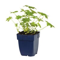 Geranium macr. 'Geranimo White'