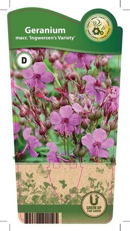 Geranium macr. 'Ingwersen's Var.'