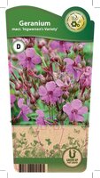 Geranium macr. 'Ingwersen's Var.'