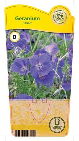 Geranium 'Orion'