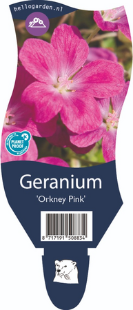 Geranium Orkney Pink P11
