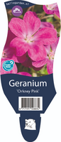 Geranium Orkney Pink P11