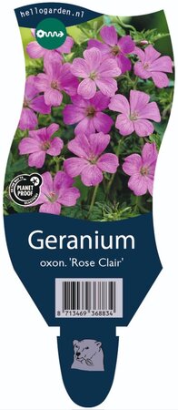 Geranium oxon. Rose Clair P11