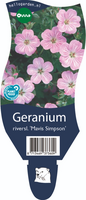 Geranium river. Mavis Simpson P11