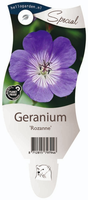 Geranium 'Rozanne'®