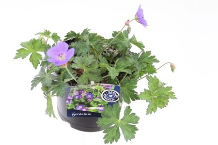 Geranium Rozanne' Pot 17cm.