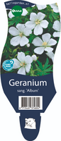 Geranium sa. 'Album'