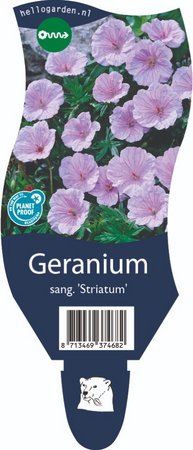 Geranium sa. striatum