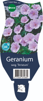 Geranium sa. striatum