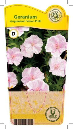 Geranium sa. 'Vision Pink'