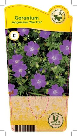 Geranium san. 'Max Frei'