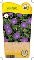Geranium san. 'Max Frei'