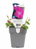 Geranium sang. 'Flashing Pink'