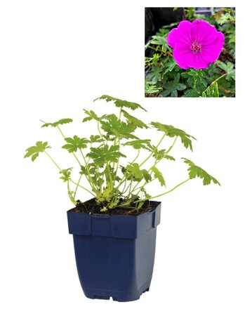 Geranium sang.  'Frivolius Pink'