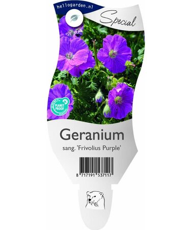 Geranium sang. 'Frivolius Purple'