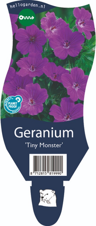 Geranium sang. Tiny Monster P11