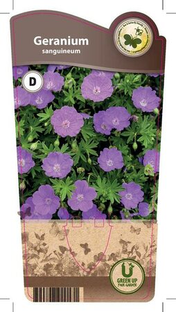 Geranium sanguineum