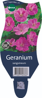 Geranium sanguineum
