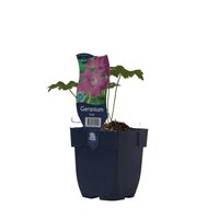 Geranium 'Sirak'