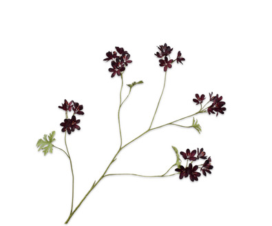 Geraniumsteel l94cm bordeaux