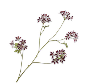 Geraniumsteel l94cm bordeaux/wit