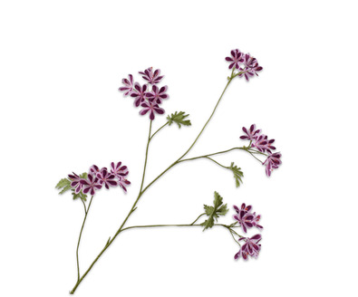 Geraniumsteel l94cm paars