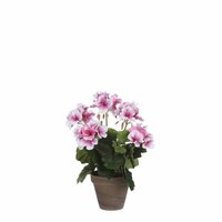 Geraniumsteelsteel d20h33 oud roze