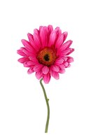Gerbera l32cm cerise