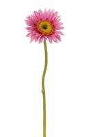 Gerbera steel klein l28cm cerise