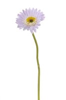 Gerbera steel klein l28cm lila