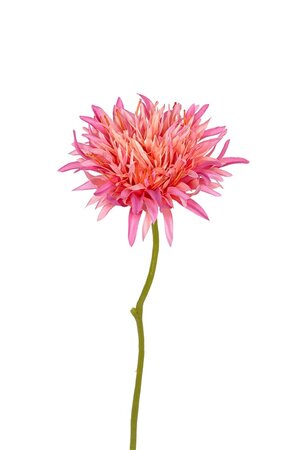 Gerbera wild l29cm roze