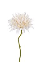 Gerbera wild l29cm wit