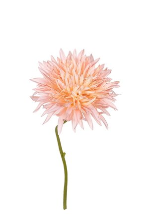 Gerbera wild l29cm zalm