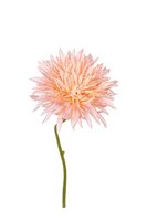 Gerbera wild l29cm zalm