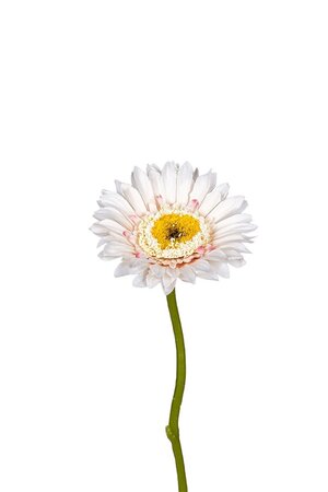 Gerberasteel l28cm creme