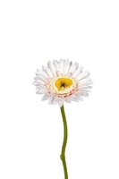 Gerberasteel l28cm creme