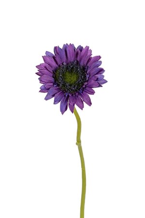 Gerberasteel l28cm paars