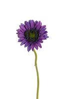 Gerberasteel l28cm paars