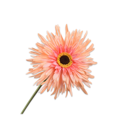 Gerberasteel l57cm perzik