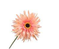 Gerberasteel l57cm perzik