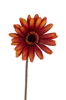 Gerberasteel l60cm oranje